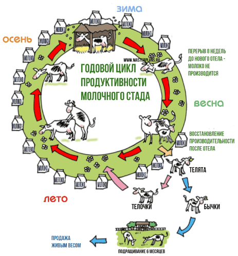 бизнес-план молочной фермы